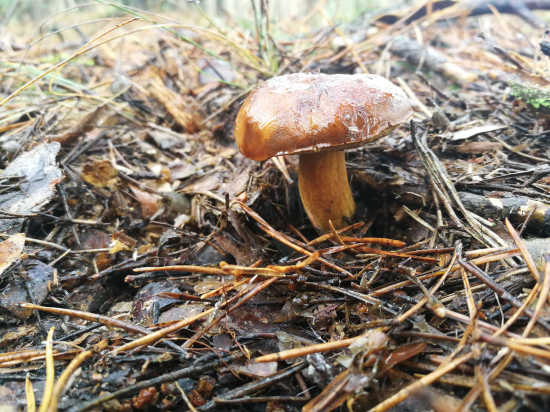 Vianočný suchohríb