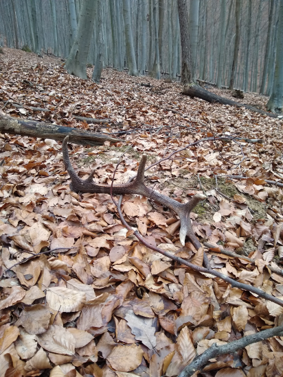 Z dnešnej prechádzky