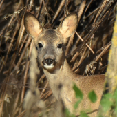 Srna v hustom poraste.