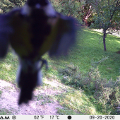 prisla obzriet pascu