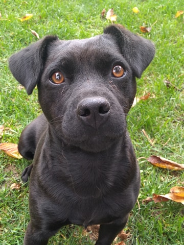 patterdale