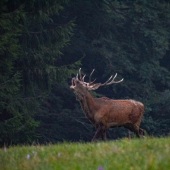 Podvečerná návšteva