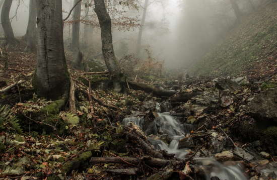 prales Veľká Fatra
