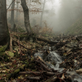 prales Veľká Fatra