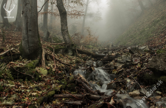 prales Veľká Fatra