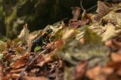 salamandra v pralese
