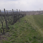 Honcování u nás v revíru...