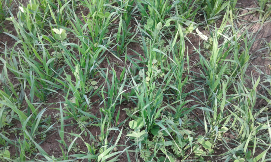 Jedno z mých mysliveckých políček