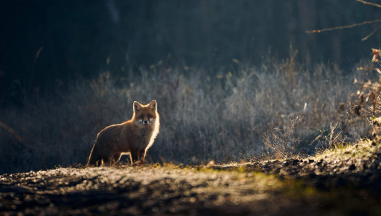 Na okraji lesnej lúčky