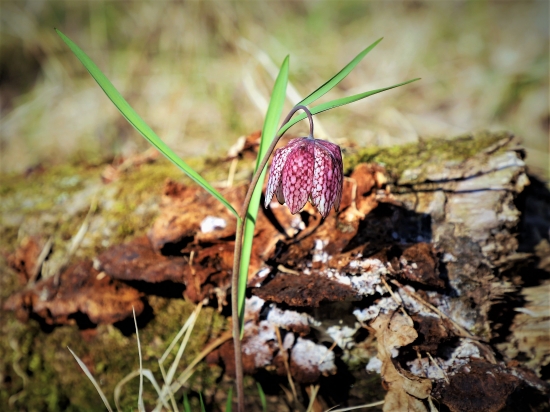 Korunkovka strakatá-Fritillaria meleagris