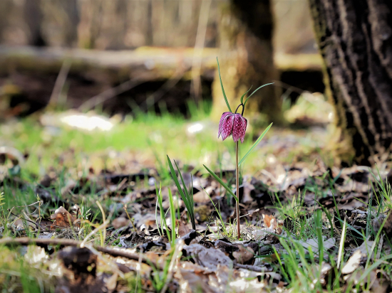 korunkovka v plnej paráde