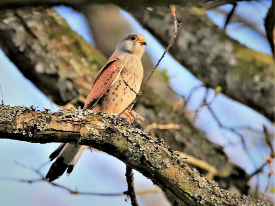 Falco tinnunculus