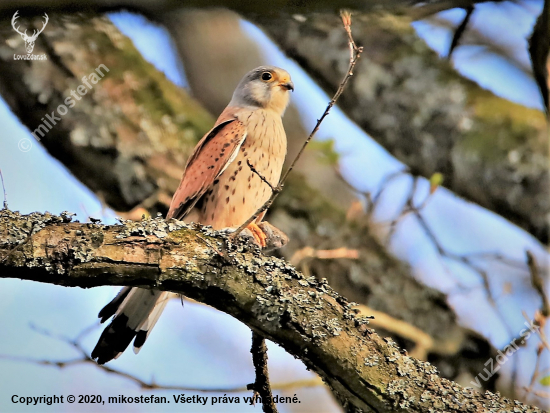 Falco tinnunculus