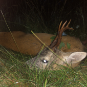 U priateľov so skvelým doprovodom