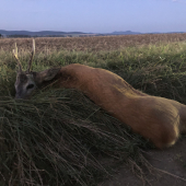 Srnčia ruja 2020.... ďakujem kamaráti