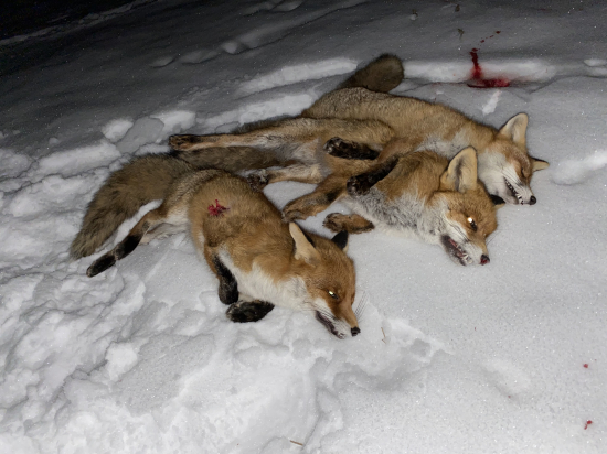 Fox time