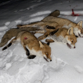 Fox time