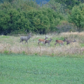 prvy krat tento rok na ruji