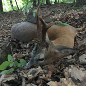 Poklad s pod Havránky