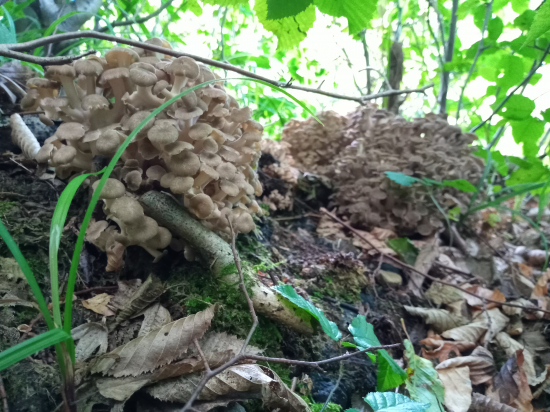 Trúdnik klobúčkatý