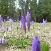 Šafranovo