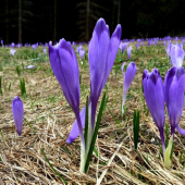 šafranovo