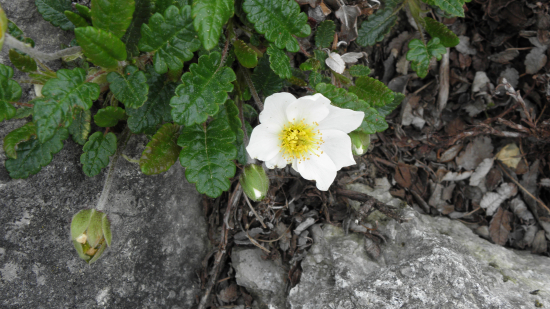 dryádka osemlupienková