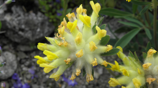 bôľhoj lekársky alpínskky