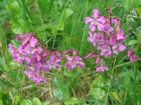 smolnička obyčajná