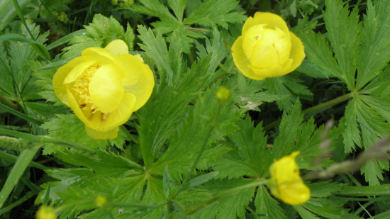 žltohlav najvyšší