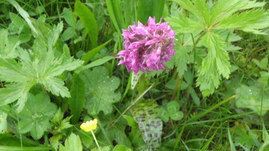 vstavačovec májový pravý