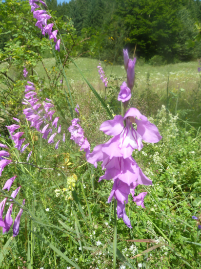 mečík škridlicovitý