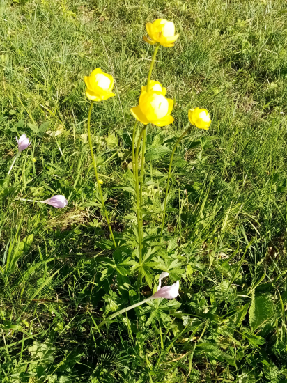 súkvetie jesienky a žltohlavu