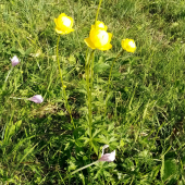 súkvetie jesienky a žltohlavu