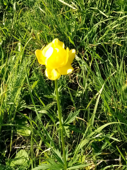 žltohlav najvyšší