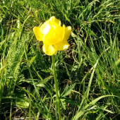 žltohlav najvyšší