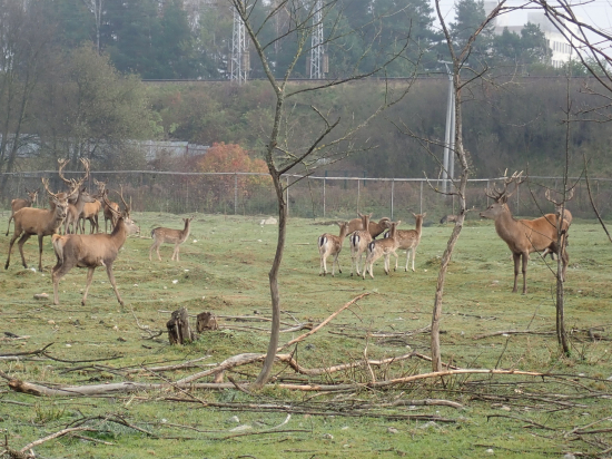 Z farmového chovu 1