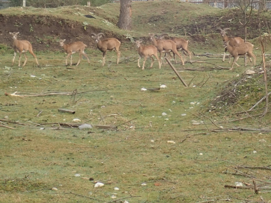 Z farmového chovu 3