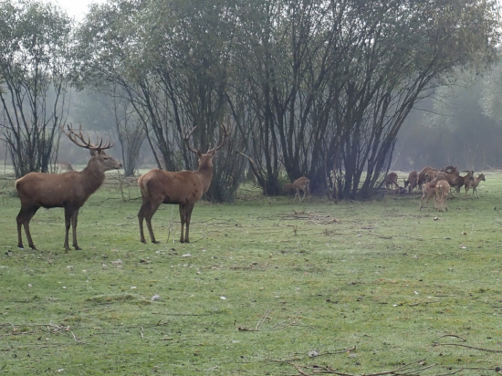 Z farmového chovu 4