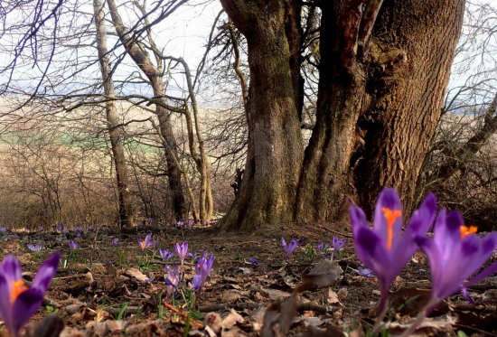 už sa blíži čas šafranov