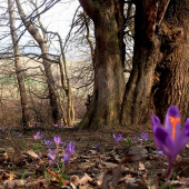 už sa blíži čas šafranov