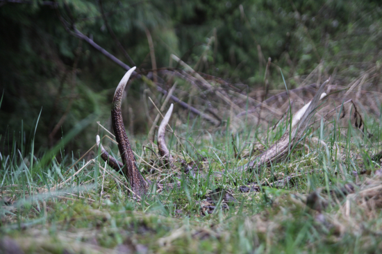 ...kamaratov 12 torak....