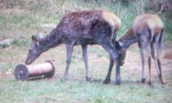 Ptišla na jablka a kukuricu
