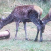 Ptišla na jablka a kukuricu