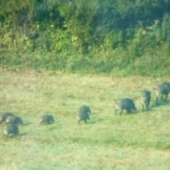 Komando v ruskinovciach