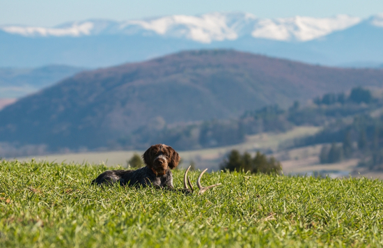 Vydarená vychádzka