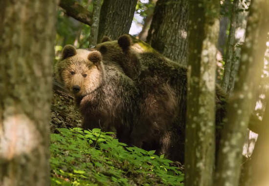 Medvedí lásky čas