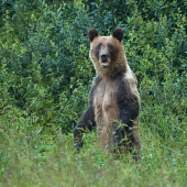 Mala to pod kontrolou