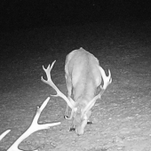 Chovný - lovný - vyradový