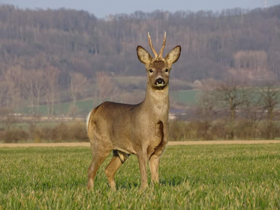 Přišel si mě okouknout